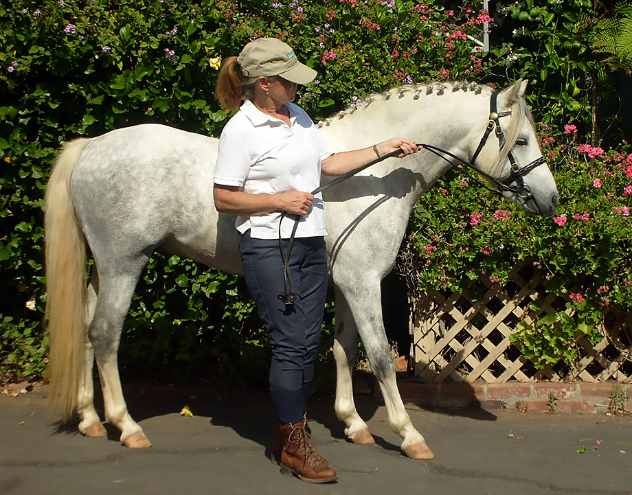 Gray Welsh Pony