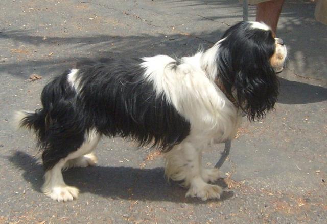 AKC Stud, Master Coachman of Fischer Farm