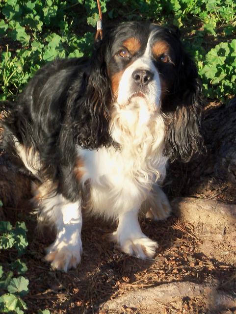 Master Joe English Field Spaniel